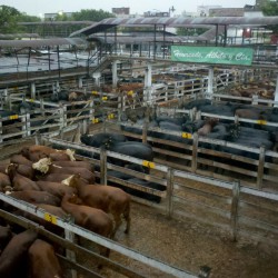 El Mercado de Hacienda se irá a Cañuelas, pero su mudanza se vuelve a demorar