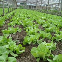 El Área Metropolitana aporta hasta el 90 % de las verduras de hoja