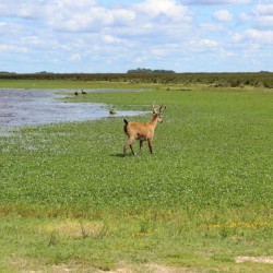 Aprueban la creación de un nuevo parque nacional a minutos del Obelisco