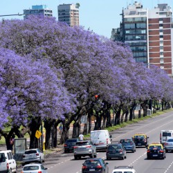 Hay más árboles en la Ciudad y sus copas cubren un 30% de la superficie porteña